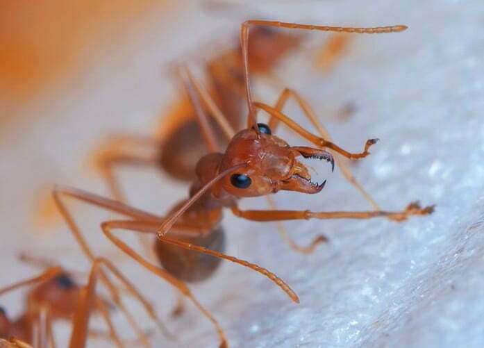 Verminator Ant Control