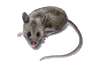 Deer Mice