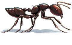 ACROBAT ANTS